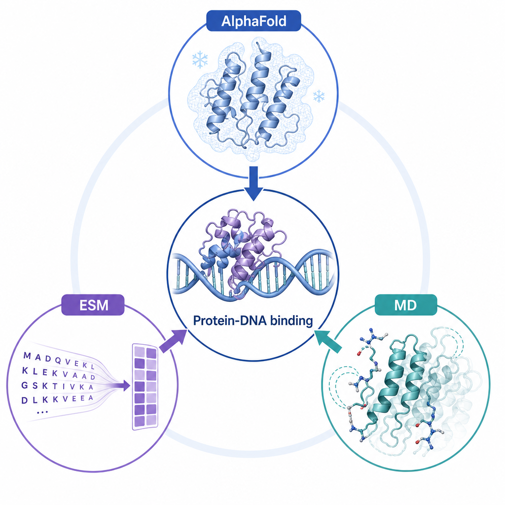 Triangular framework: AlphaFold, ESM, MD converging on protein-DNA binding