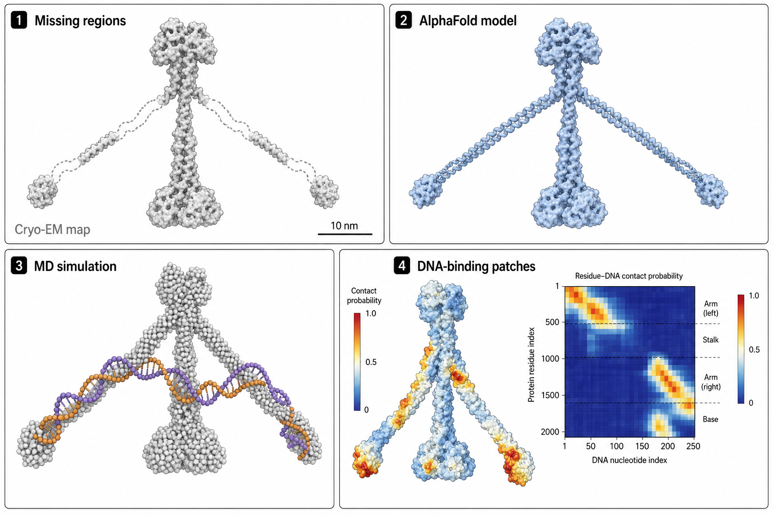 Cohesin case study four panels