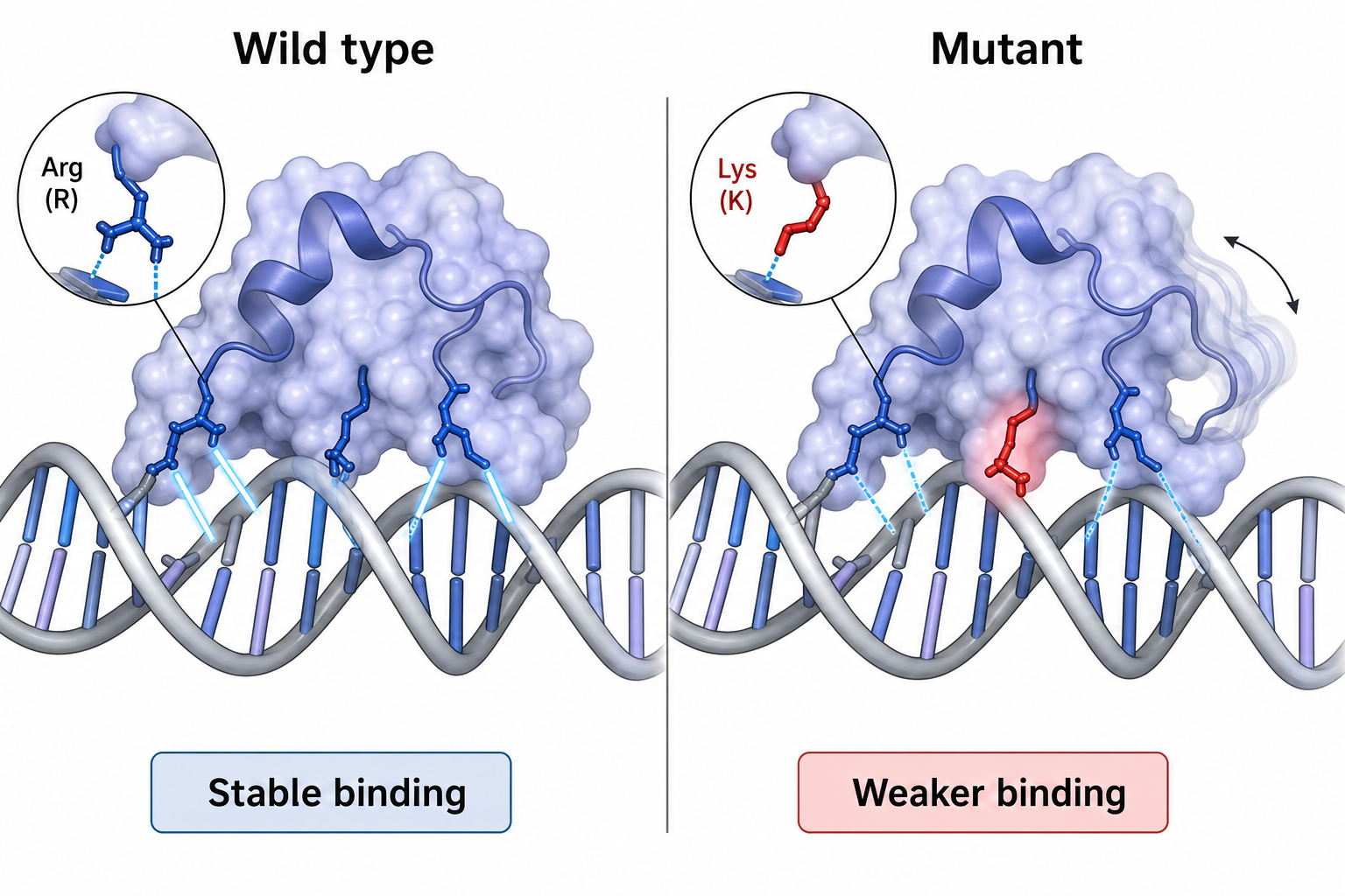 Wild type vs mutant protein-DNA binding