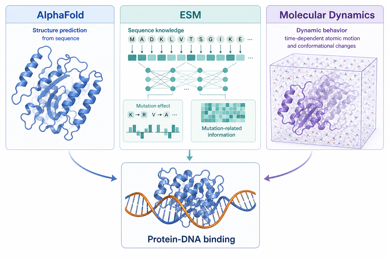 Complementary roles of AlphaFold, ESM and MD