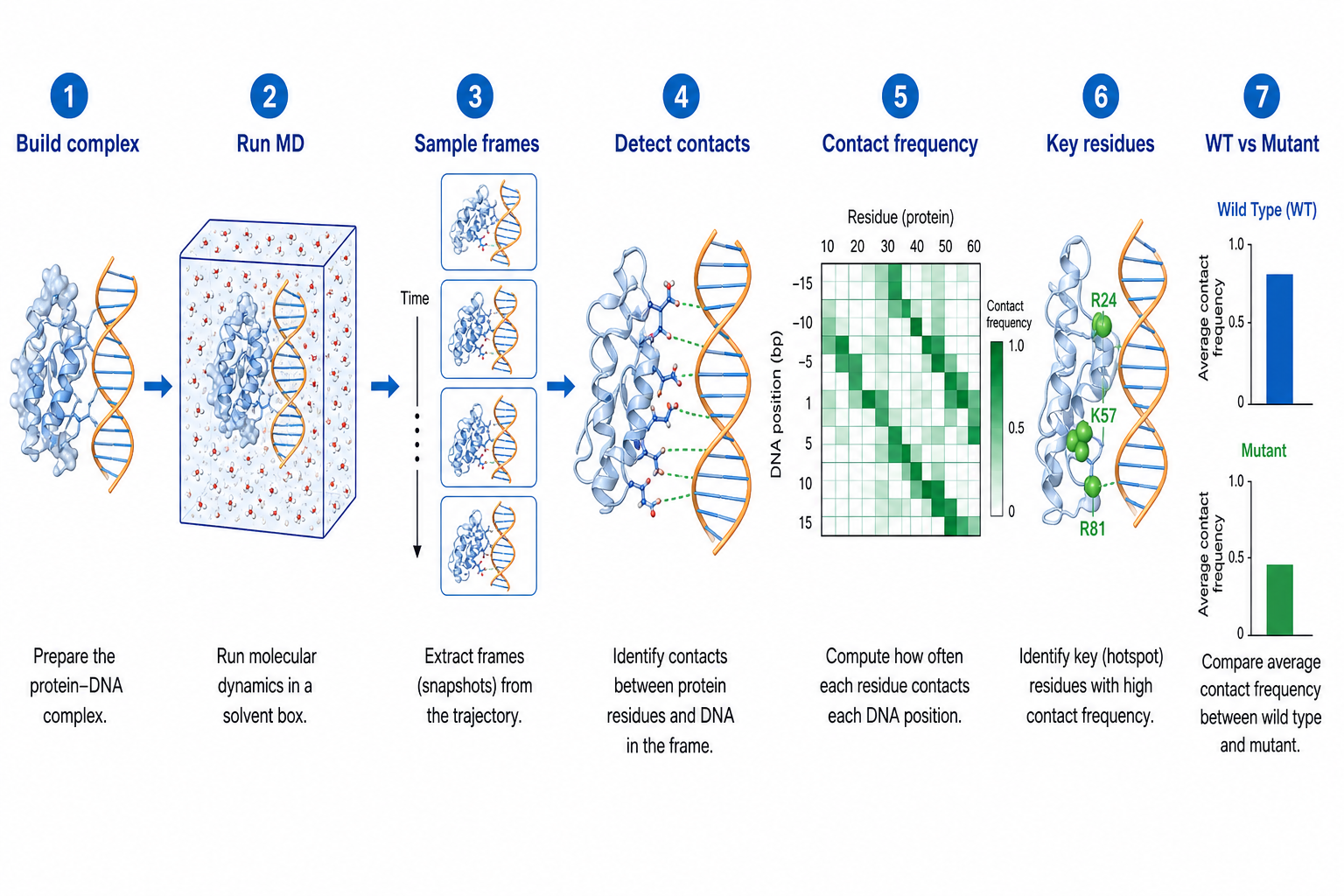 MD and contact analysis workflow for a protein-DNA complex